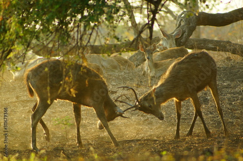 Fototapeta Naklejka Na Ścianę i Meble -  The Javan rusa or Sunda sambar (Rusa timorensis) is a deer species that is endemic to the islands of Java, Bali and Timor (including Timor Leste) in Indonesia. The Javan rusa mates around July.