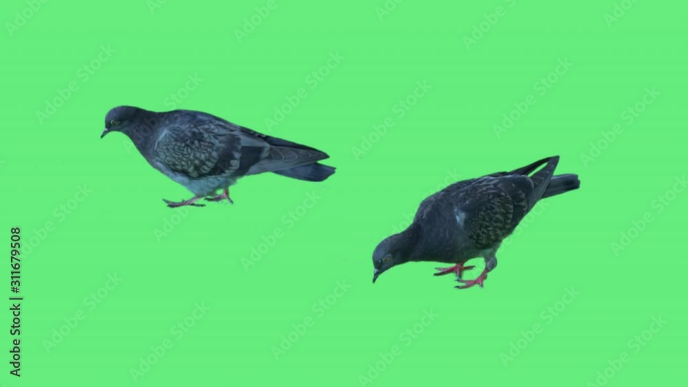 High quality 10bit stock footage of Flock of real city street pigeons eat crumbs of bread on green screen background. Made from 14bit RAW.
