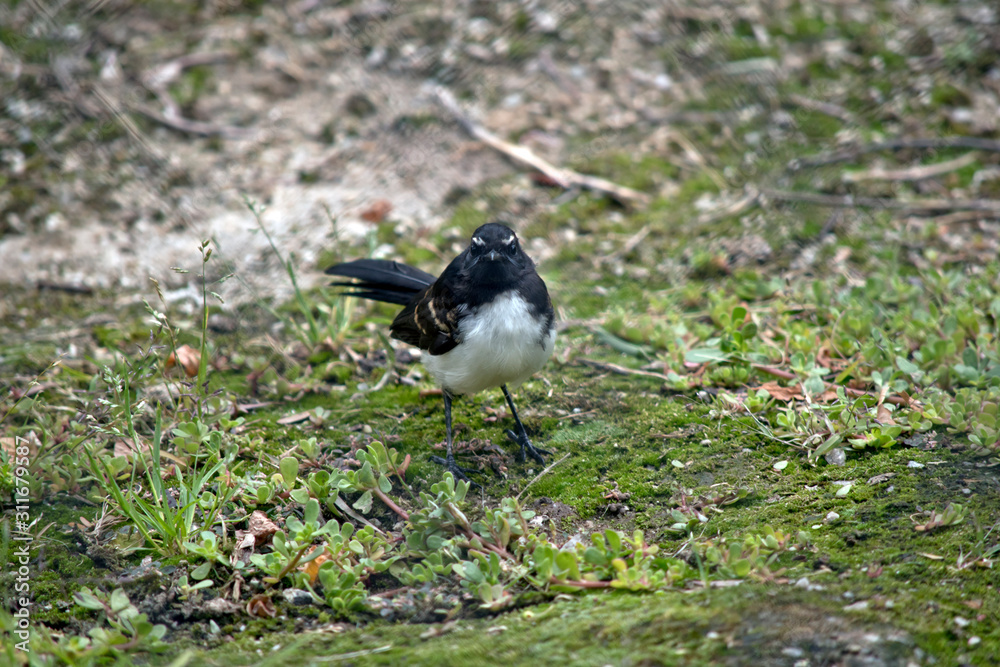 Obraz premium the willy wagtail is looking for bugs in the grass