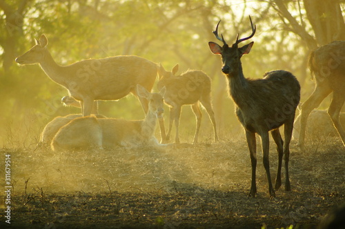 The Javan rusa or Sunda sambar (Rusa timorensis) is a deer species that is endemic to the islands of Java, Bali and Timor (including Timor Leste) in Indonesia. The Javan rusa mates around July.