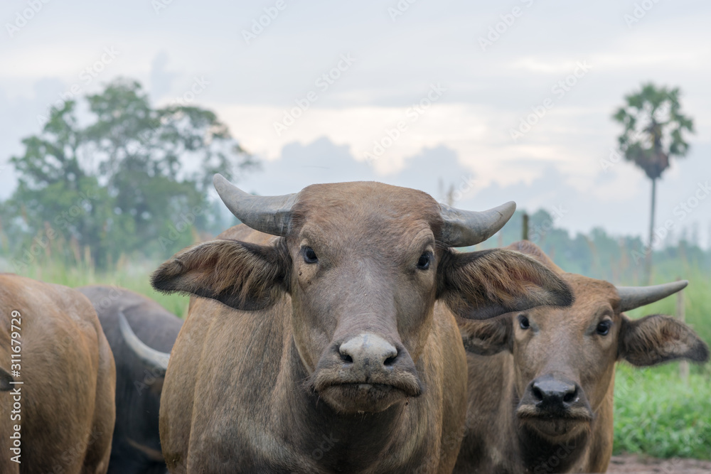 cow in field.