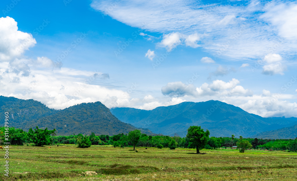 Rice field land in summer. Landscape of green field, mountain with blue sky and white clouds. Nature landscape in Thailand. Summer rice fields after harvest are used as pastured. Free range cows farm.