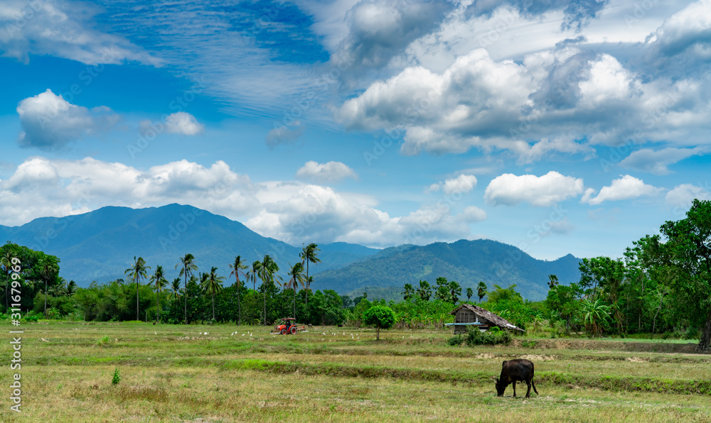Mixed farming and livestock in Thailand. A farmer plowing with a tractor. Cow grazing green grass infront of the hut and the mountain with blue sky and white fluffy clouds. Rice field in summer.