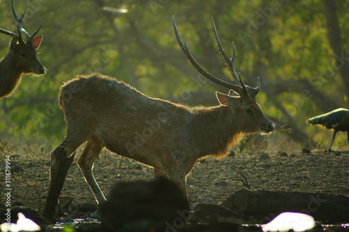 Fototapeta Naklejka Na Ścianę i Meble -  The Javan rusa or Sunda sambar (Rusa timorensis) is a deer species that is endemic to the islands of Java, Bali and Timor (including Timor Leste) in Indonesia. The Javan rusa mates around July.