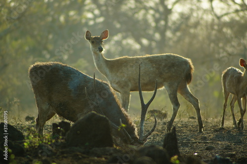Fototapeta Naklejka Na Ścianę i Meble -  The Javan rusa or Sunda sambar (Rusa timorensis) is a deer species that is endemic to the islands of Java, Bali and Timor (including Timor Leste) in Indonesia.