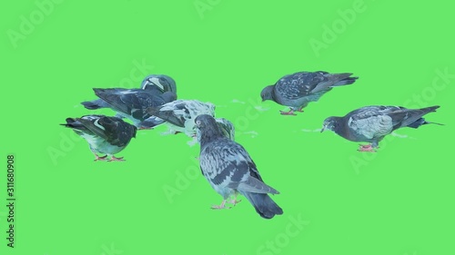 High quality 10bit stock footage of Flock of real city street pigeons eat crumbs of bread on green screen background. Made from 14bit RAW.