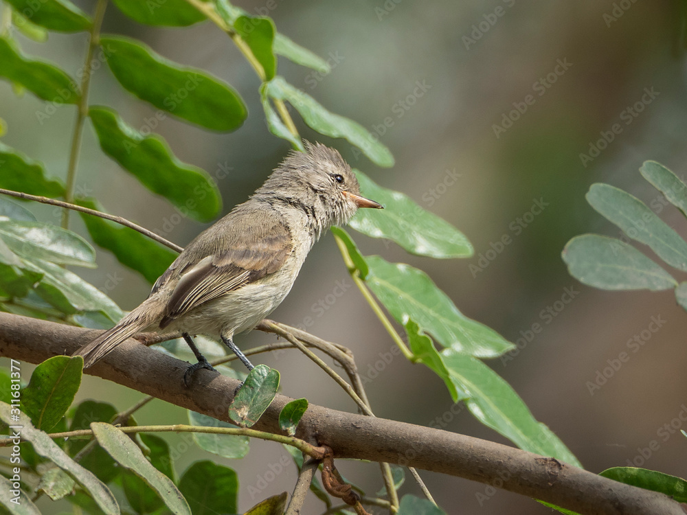 Fototapeta premium A specimen of southern beardless tyrannulet