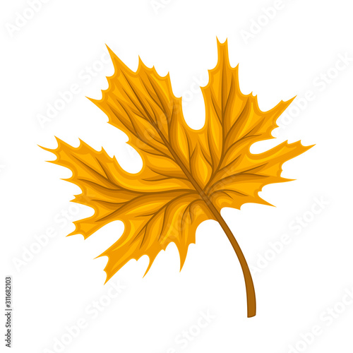 Bright Leaf Element Isolated on White Background Vector Element