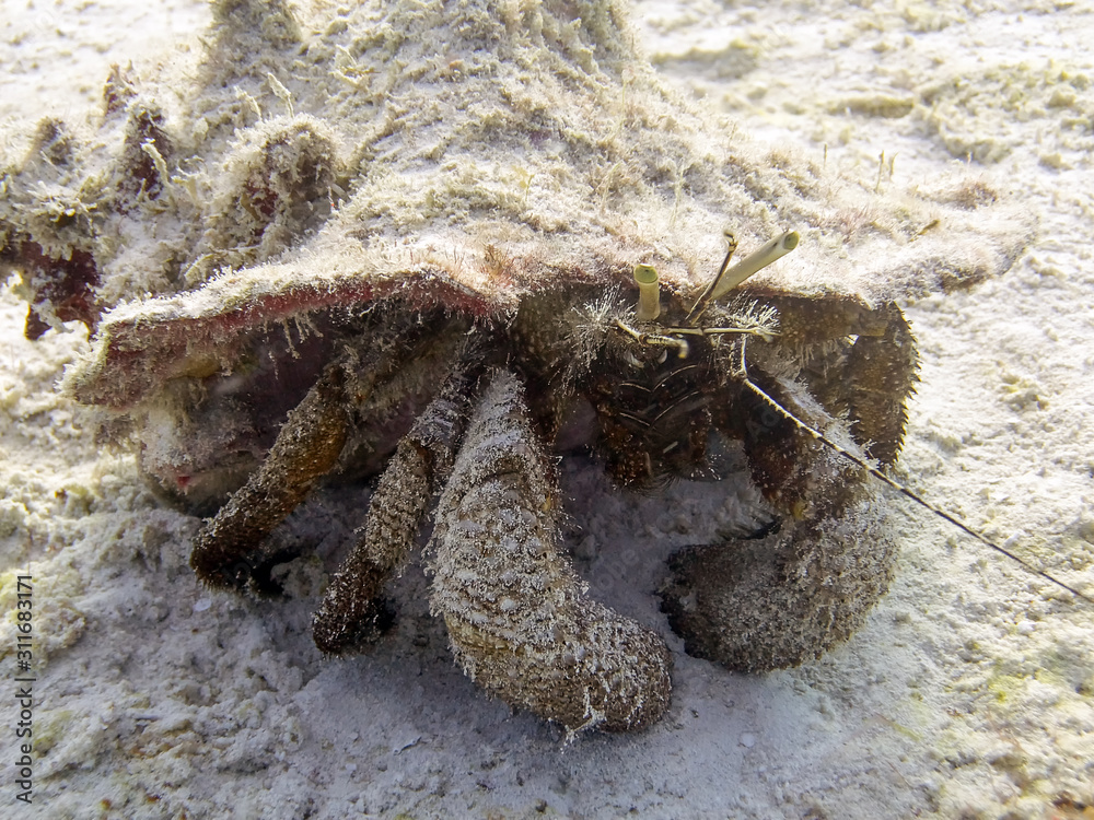 Giant Hermit Crab (Petrochirus diogenes)