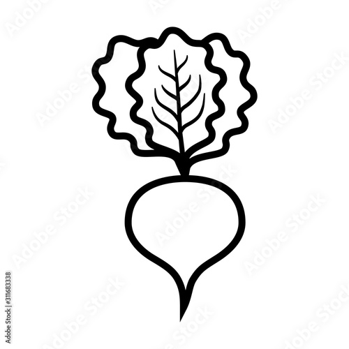 Beet or beets beetroot vegetable / radish with leaves line art vector icon for apps and websites
