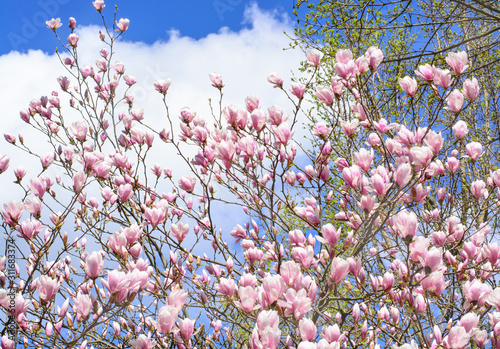 Flowering Magnolia Branches