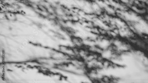 Black and White abstract background textuer of shadows leaf on a concrete wall