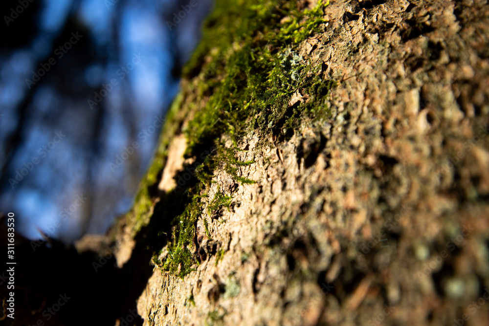 Patches of tree moss growing on woodland tree with shallow depth of field Patches of tree moss growing on woodland tree with shallow depth of field