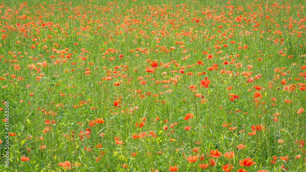 Blooming poppies in the field