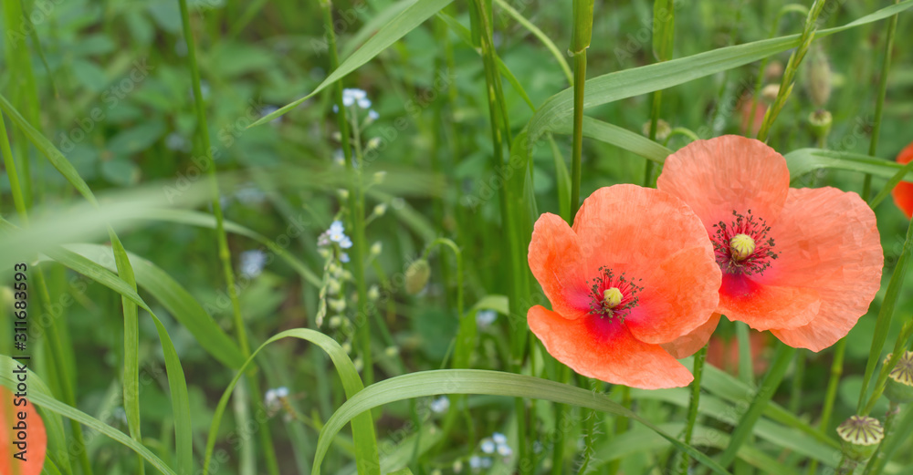 Fototapeta premium Two poppies