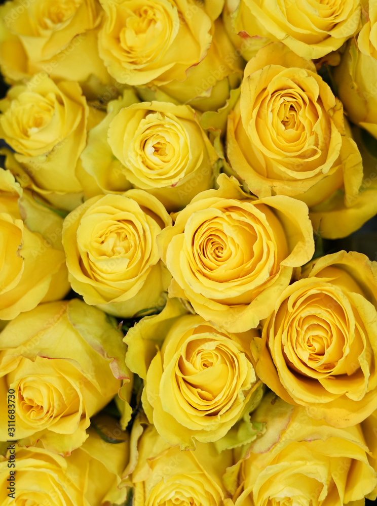 Naklejka premium Flower background of yellow rose 