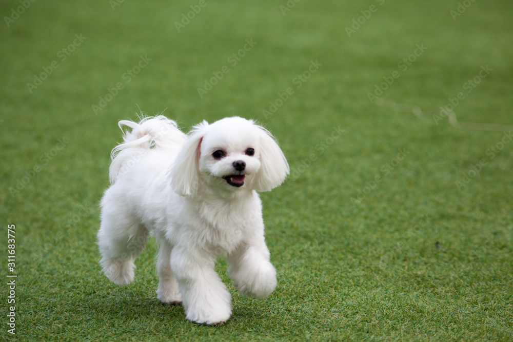 Happy puppies in a private playground