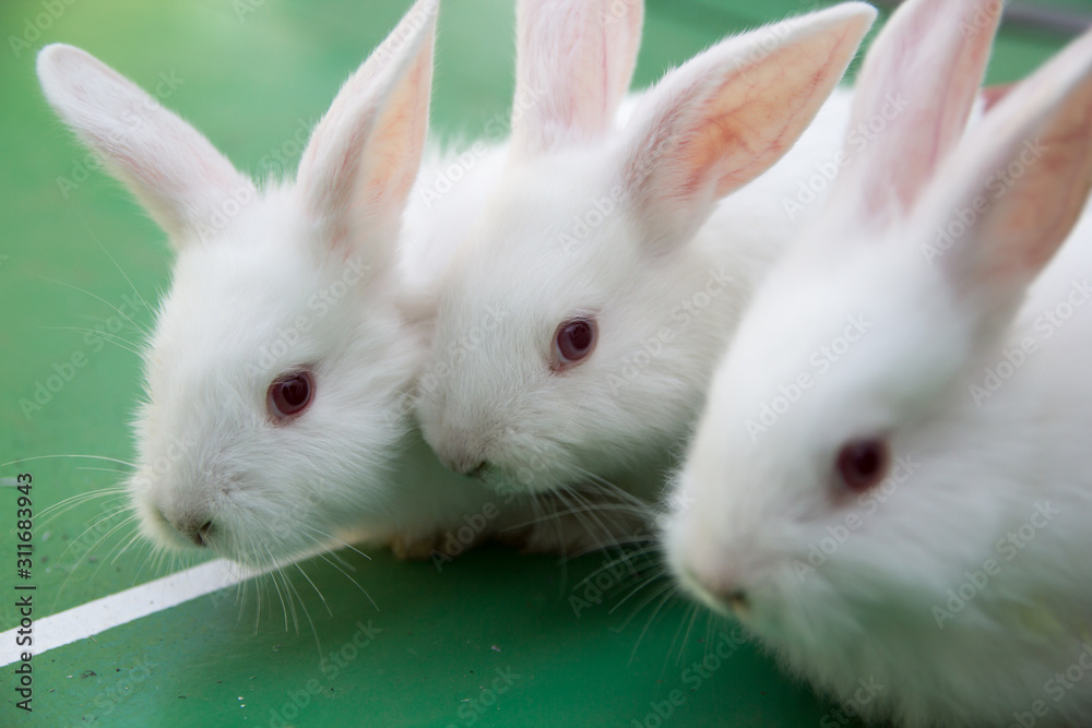 Studio shot of a white rabbit