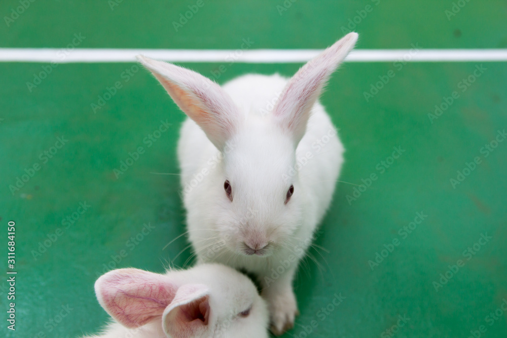 Studio shot of a white rabbit on green background Studio shot of a white rabbit on green background