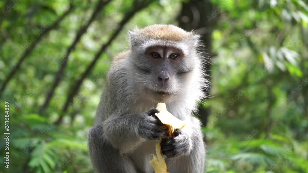 Crab-eating macaque also known as the long-tailed macaque is eating banana Crab-eating macaque also known as the long-tailed macaque is eating banana