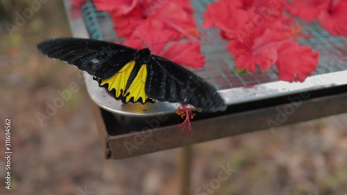 Extreme close up of a big black and yellow fluttering butterfly moth in a jungle in Malaysia. photo