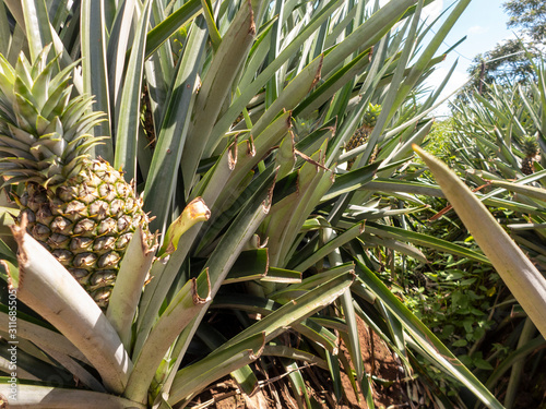 Ananasplantage im Norden von Costa Rica auf dem Weg nach Boca Tapada. Die Ananas (Ananas comosus oder Ananas sativus) ist eine Pflanzenart aus der Familie der Bromeliengewächse (Bromeliaceae). photo