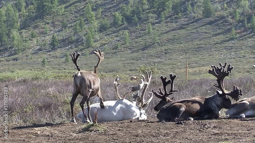 Mongolia. Darkhat basin. The camp of reindeer herders. Deer. photo