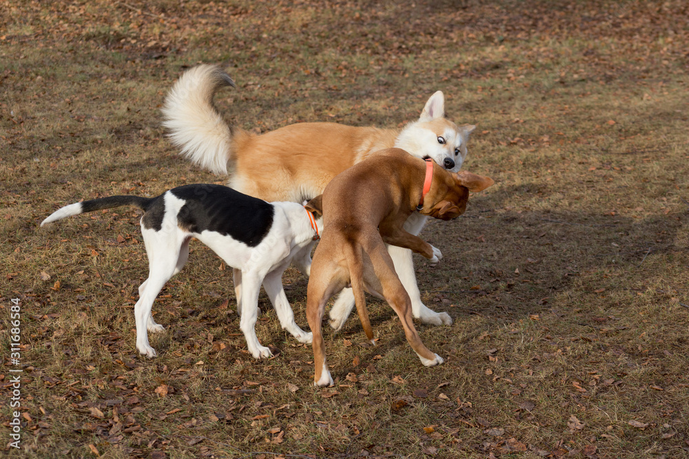 Amstaff puppy, akita inu puppy and estonian hound puppy are playing in the autumn park. Pet animals. Amstaff puppy, akita inu puppy and estonian hound puppy are playing in the autumn park. Pet animals.