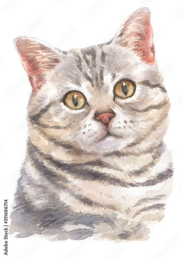 Fototapeta premium Water colour painting of American Shorthair cat 001