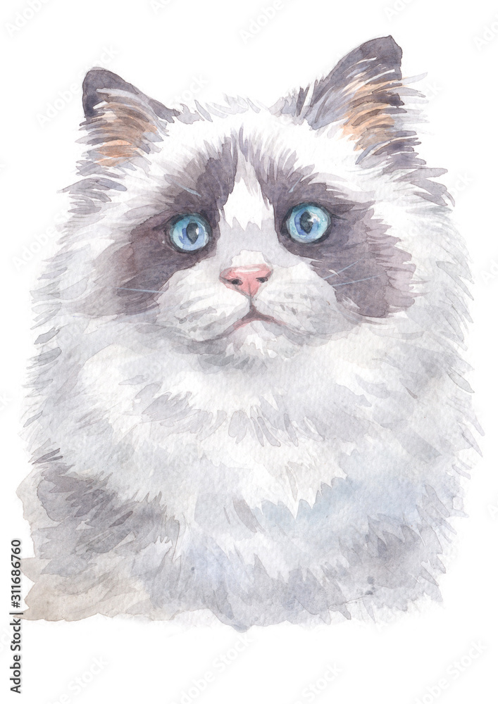 Water colour painting of Ragdoll cat 008