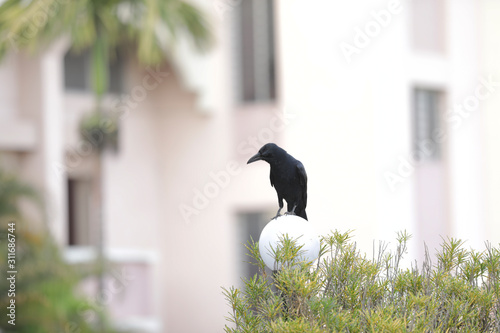 crow bird standing on wall compound bulb  photo