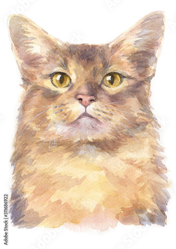 Water colour painting of Somali shorthair Cat 037