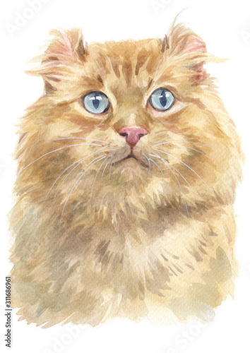 Water colour painting of American curl Cat 044