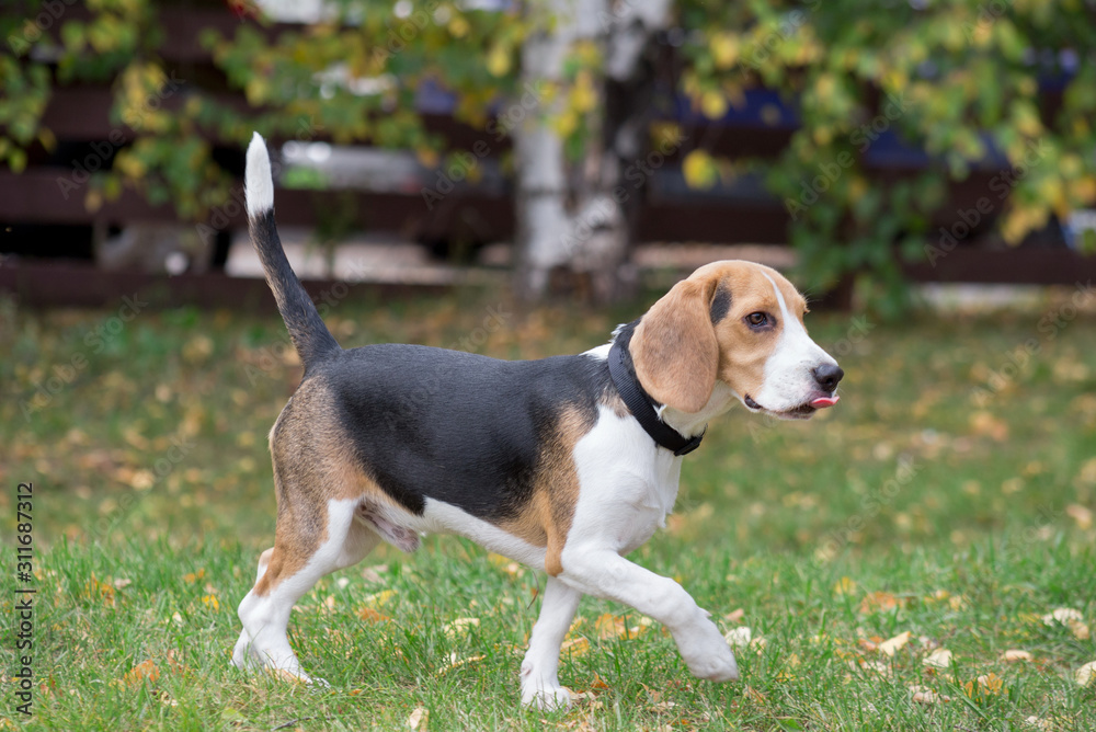 English beagle is walking in the autumn park. Pet animals.