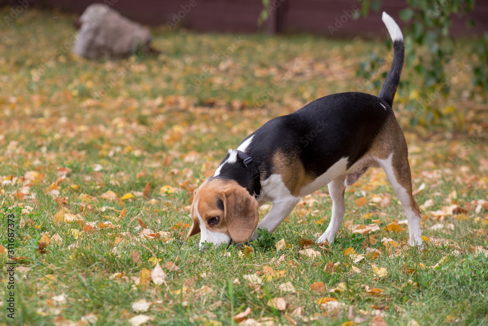 English beagle is sniffing out traces in the autumn park. Pet animals.