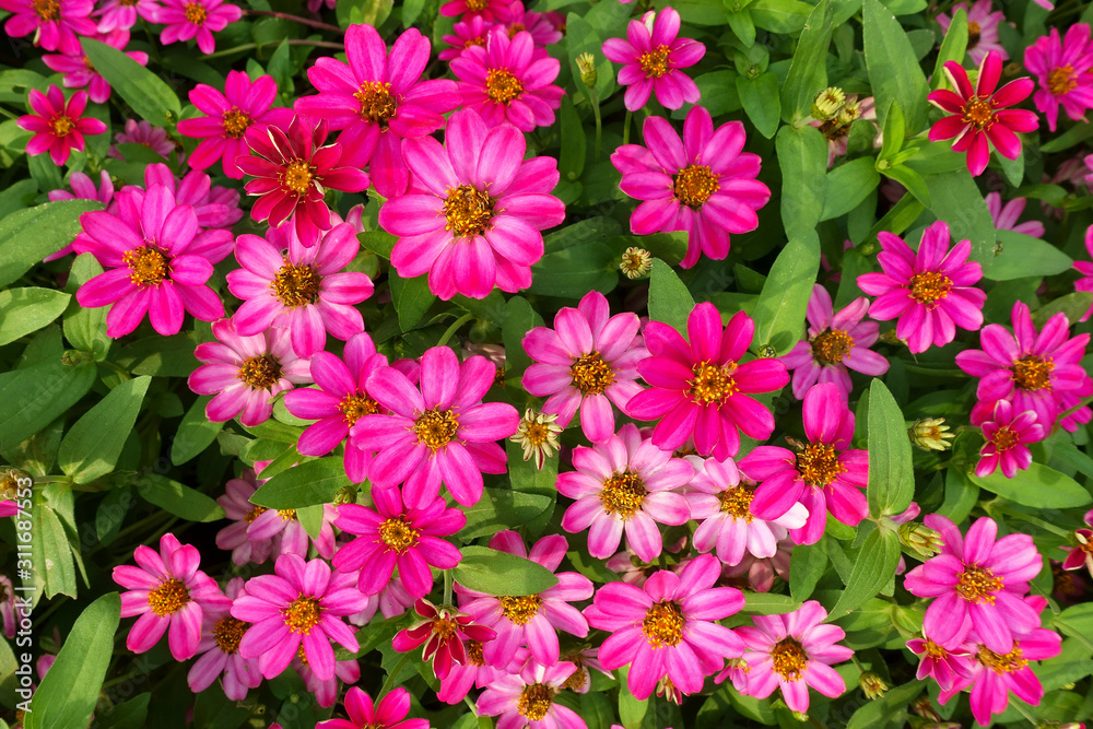 pink flowers blooming in garden pink flowers blooming in garden