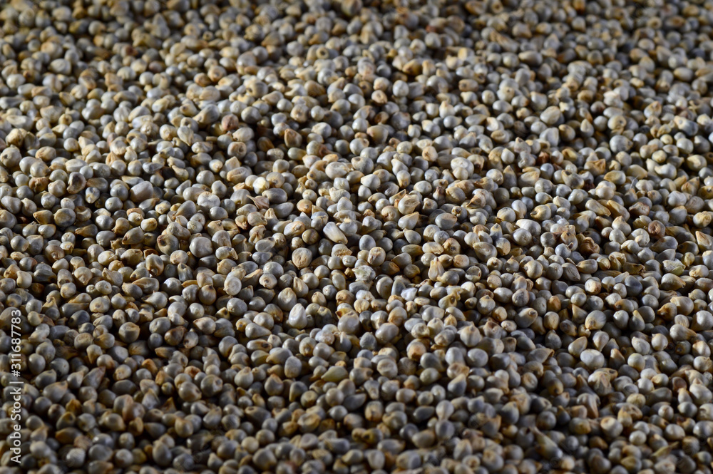Pearl millet (Bajra) as background. Close up. Pearl millet (Bajra) as background. Close up.