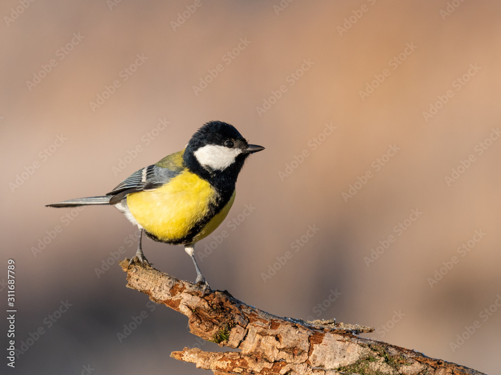 Beautiful nature scene with Great tit (Parus major). Wildlife shot of Great tit (Parus major) on branch. Great tit (Parus major) in the nature habitat. Beautiful nature scene with Great tit (Parus major). Wildlife shot of Great tit (Parus major) on branch. Great tit (Parus major) in the nature habitat.
