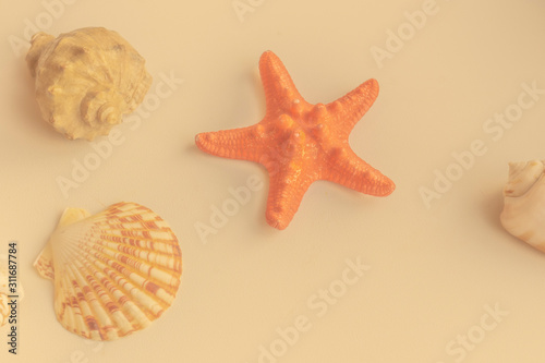 close up shells on table have blur sea view for background, have copy space, concept summer on the beach