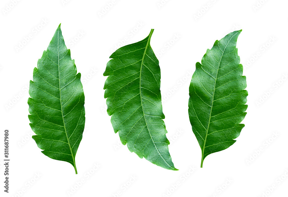 Medicinal neem leaves on white background. With clipping path. Medicinal neem leaves on white background. With clipping path.