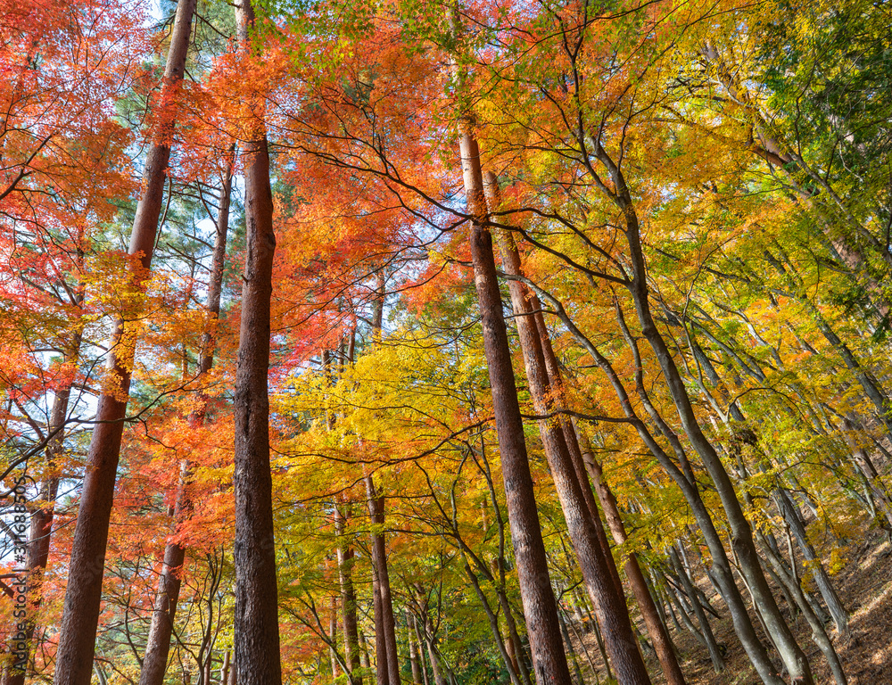 Colorful of maple leaves in autumn season