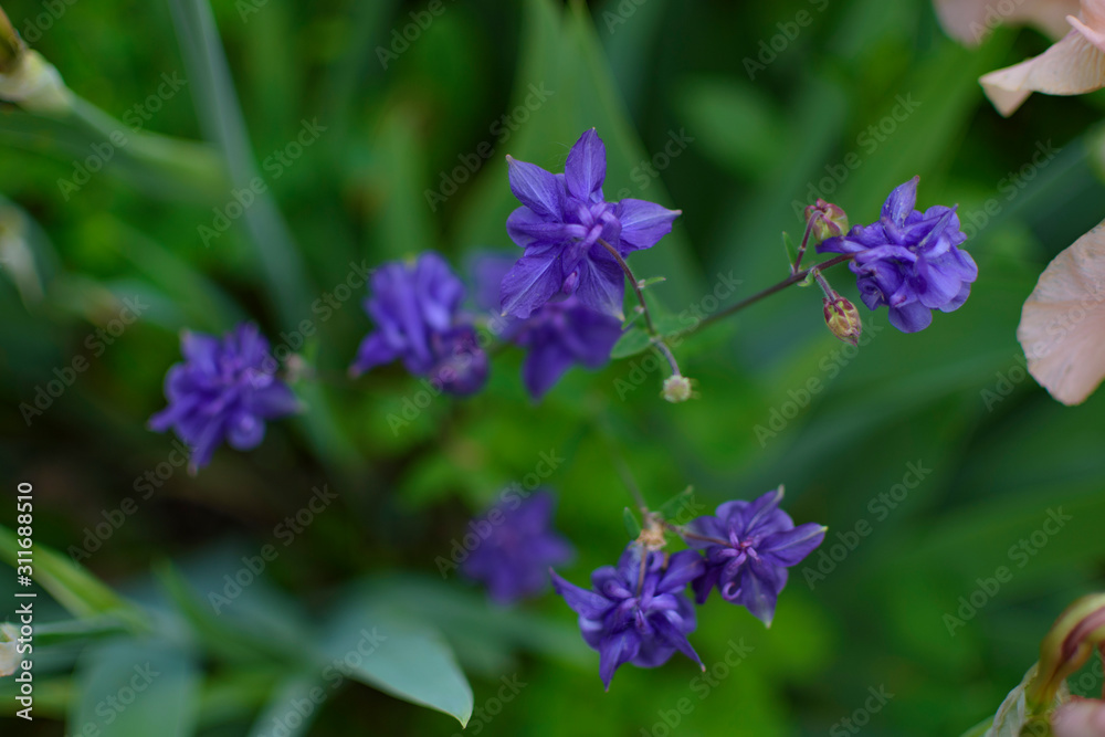 Blue flower Blue flower