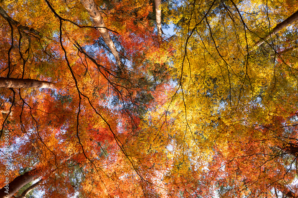 Colorful of maple leaves in autumn season Colorful of maple leaves in autumn season