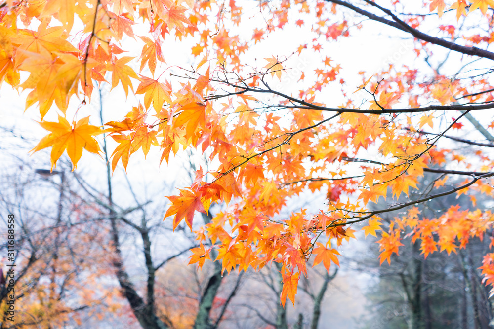Colorful of maple leaves in autumn season Colorful of maple leaves in autumn season