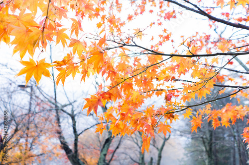 Colorful of maple leaves in autumn season