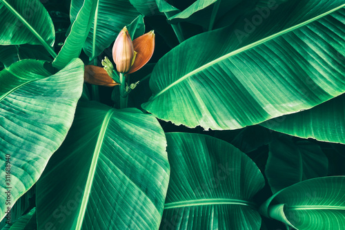 tropical banana palm trees with flowers, nature background  photo