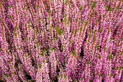 Heather flowers. Bright natural background close up