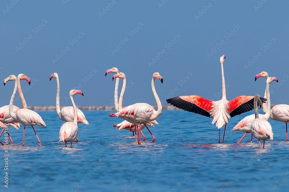 Fototapeta Dzikie ptaki afrykańskie. Grupa afrykańskich białych ptaków flaminga i ich odbicie na błękitnej wodzie. Zatoka Walvis, Namibia, Afryka