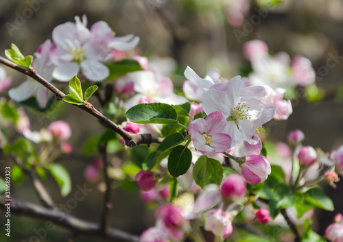 spring blooming branch in garden