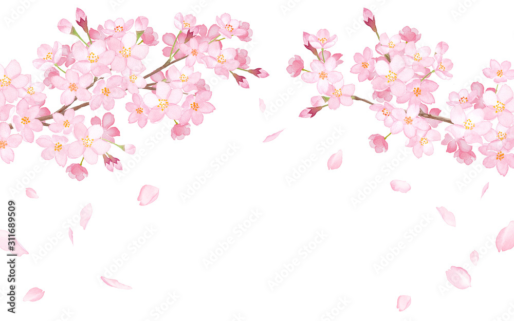 春の花：さくらと散る花びらのアーチ型フレーム　水彩イラスト